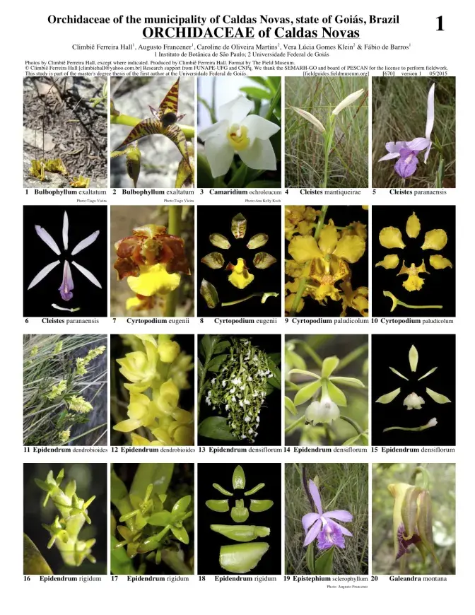 670_brasil-orchidaceae_caldas