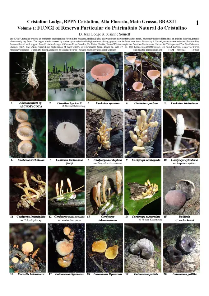 719_brasil_fungi_of_rppn_cristalino.pdf 