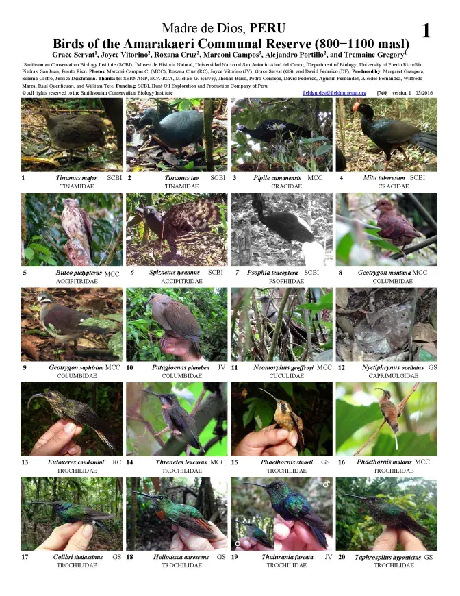 760_peru-birds_of_amarakaeri.pdf 