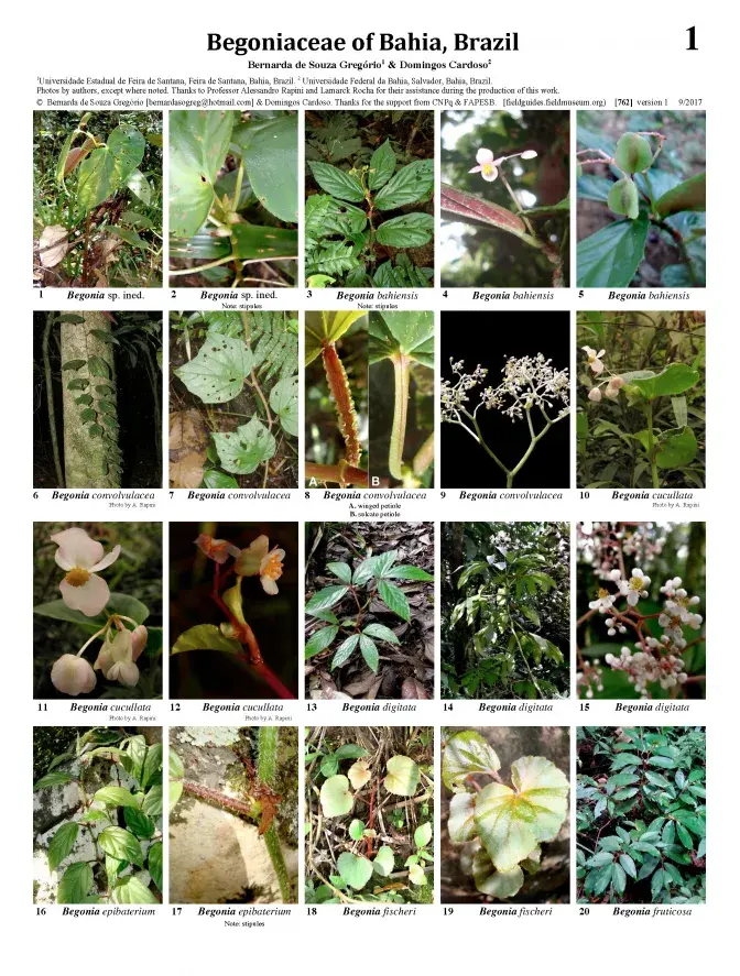 762_brazil_begoniaceae_of_bahia.pdf