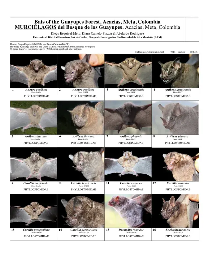 771_colombia_bats_of_guayupes_forest.pdf 