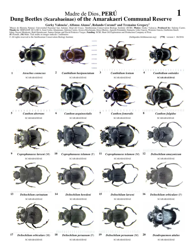 778_peru_dung_beetles_of_amarakaeri.pdf 