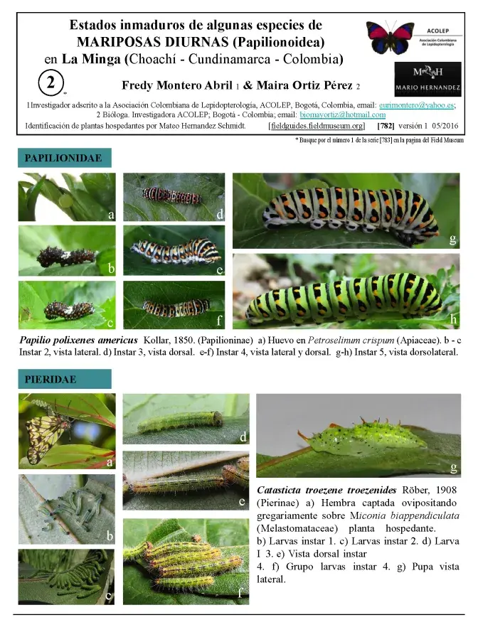 782_colombia-caterpillars_of_la_minga.pdf