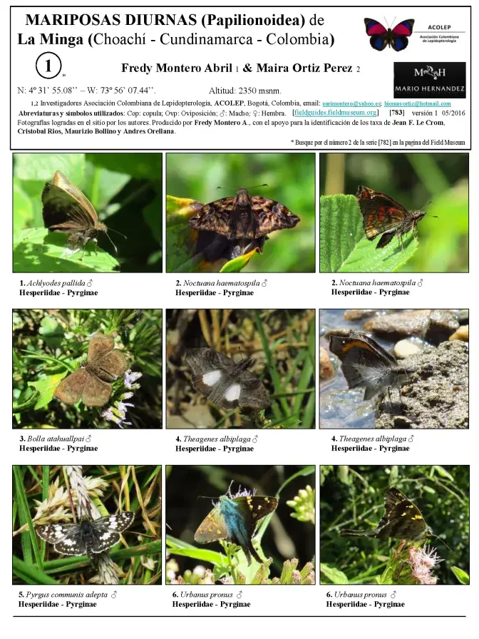783_colombia-butterflies_of_la_minga.pdf 