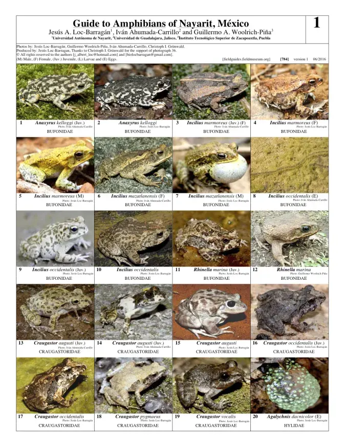  784_mexico_amphibians_of_nayarit_a2.pdf