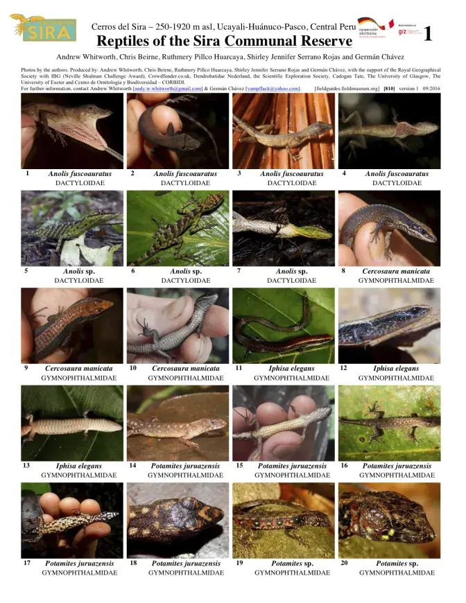 810_peru_reptiles_of_sira_reserve.pdf 