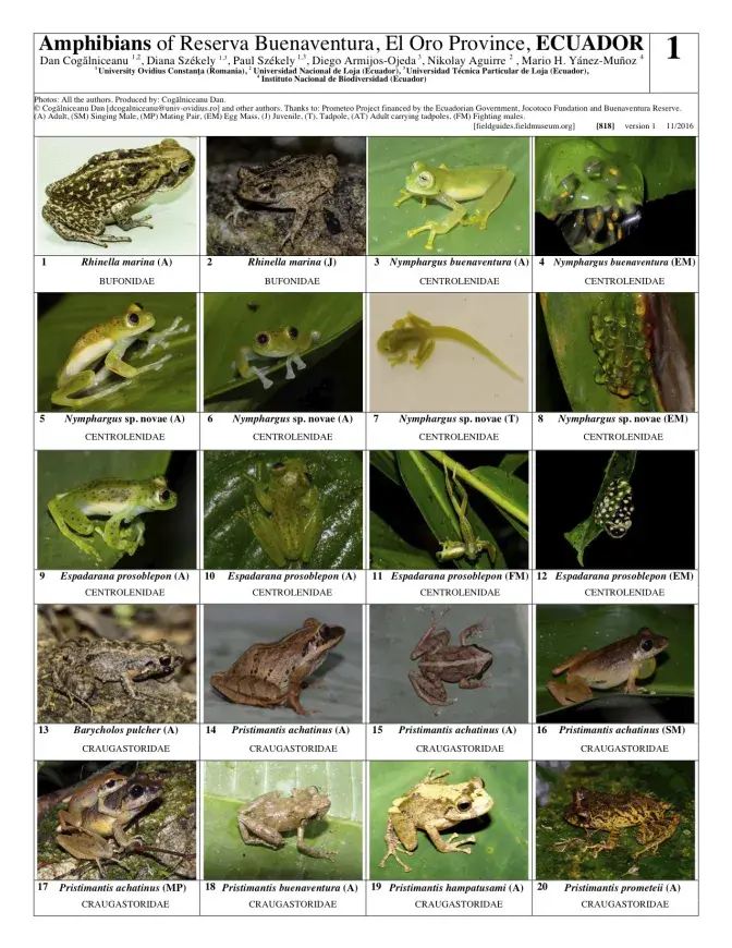 818_ecuador-amphibians_of_reserva_buenaventura.pdf
