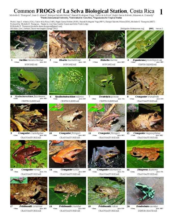860_costa_rica_frogs_of_la_selva_station.pdf