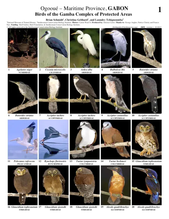 869_gabon_birds_of_gamba_complex.pdf