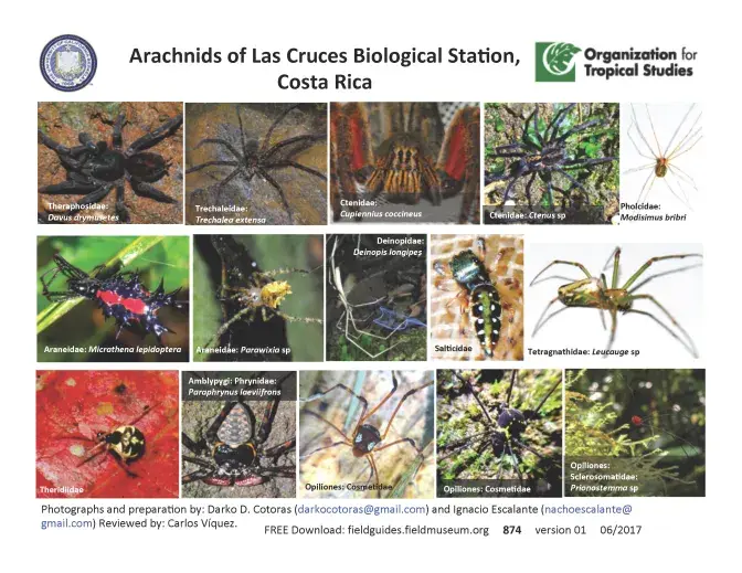 874_costa_rica_las_cruces_spiders.pdf
