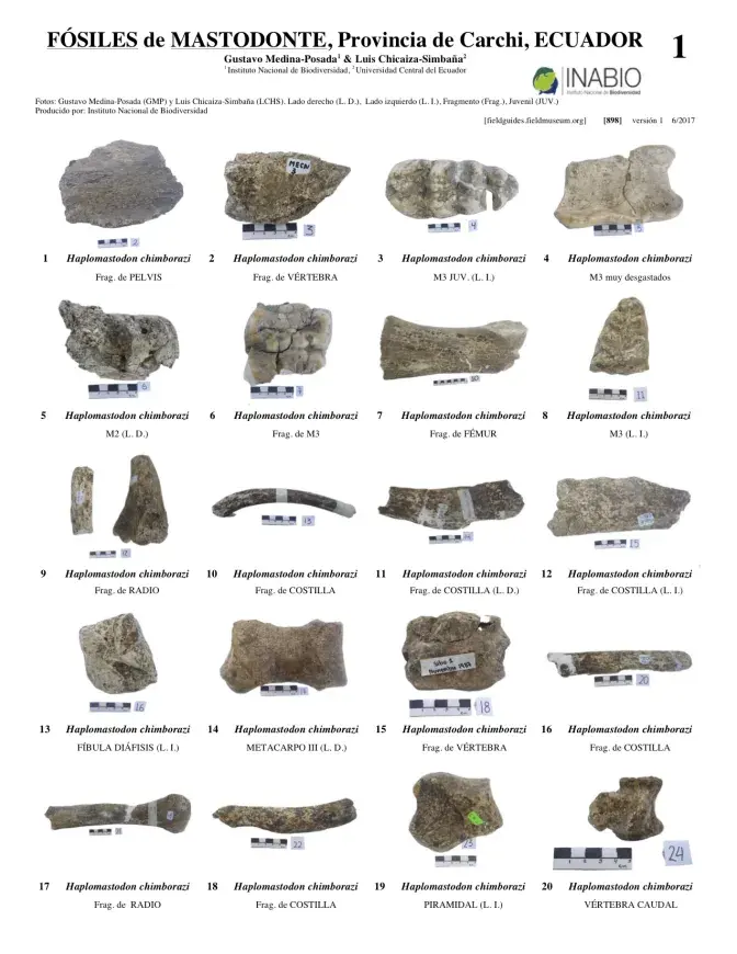 898_fosiles_de_mastodonte.pdf