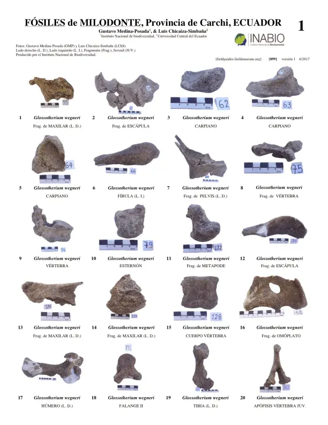 899_fosiles_de_milodonte.pdf