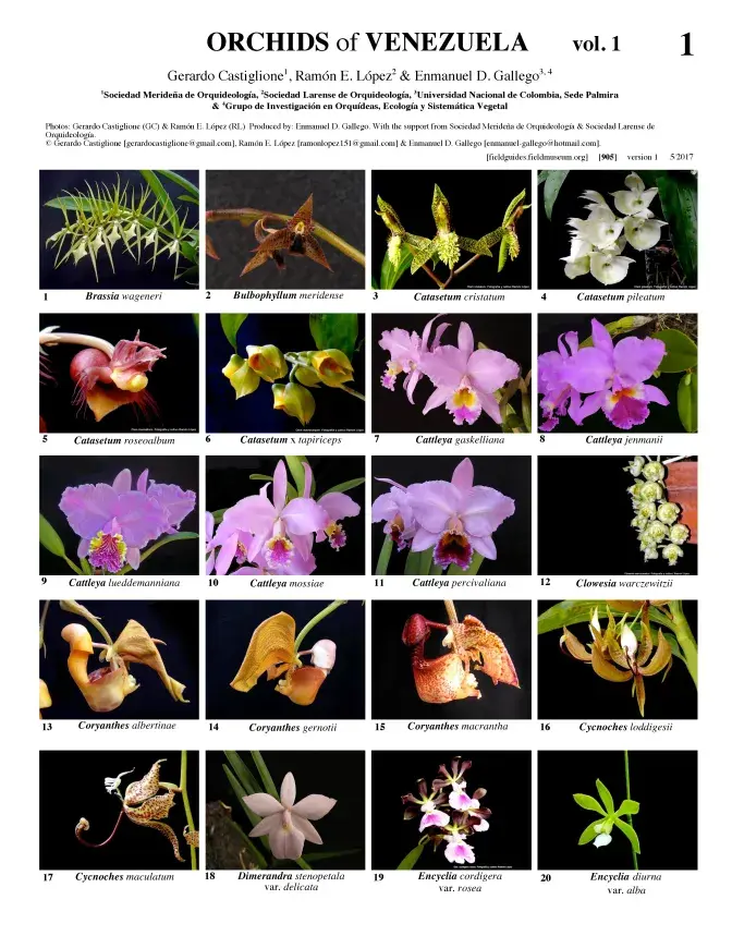 905_venezuela_orchids.pdf 