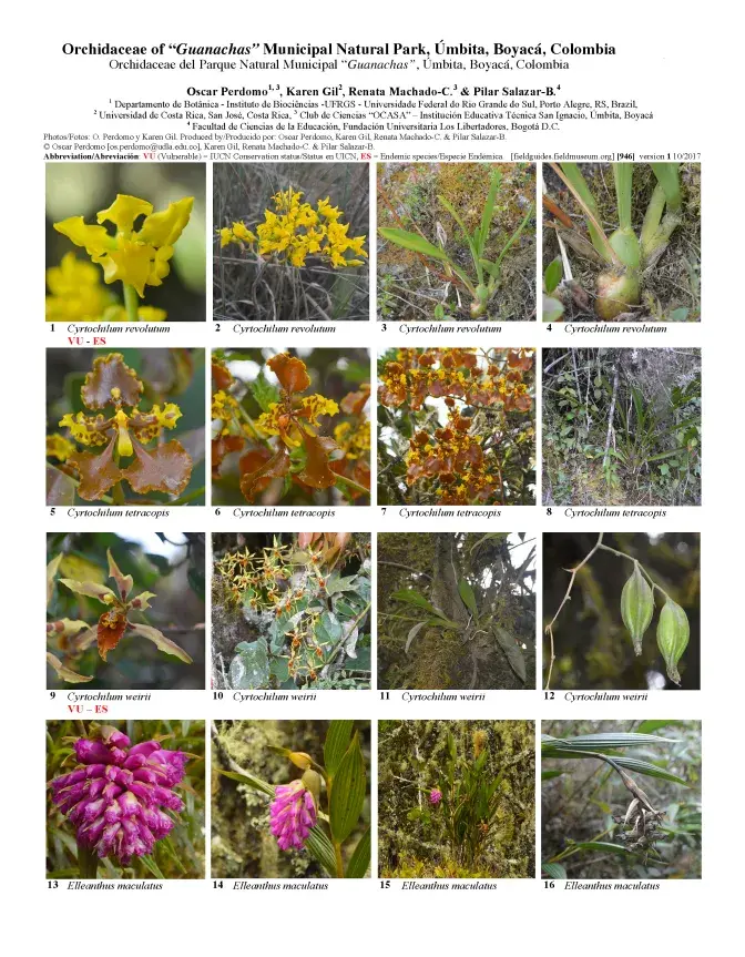 946_colombia_orchids_of_guanachas.pdf 