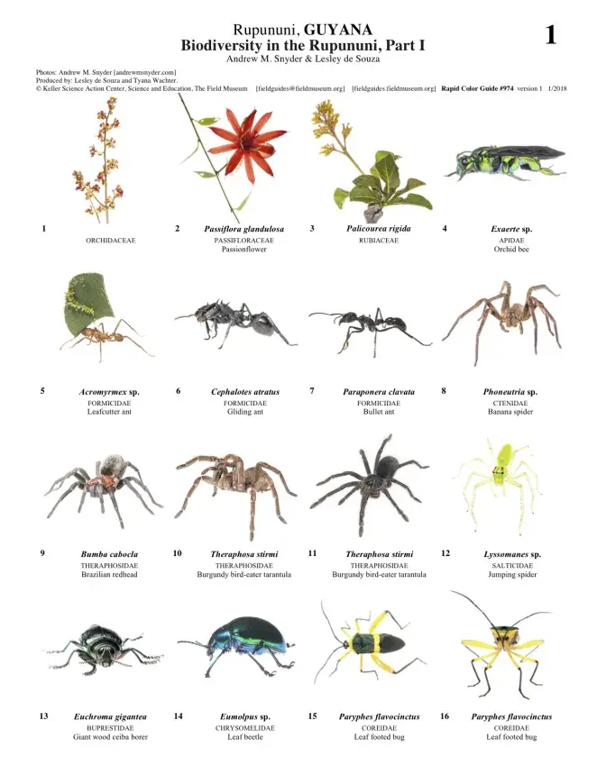  974_guyana_biodiversity_in_the_rupununi_1.pdf 