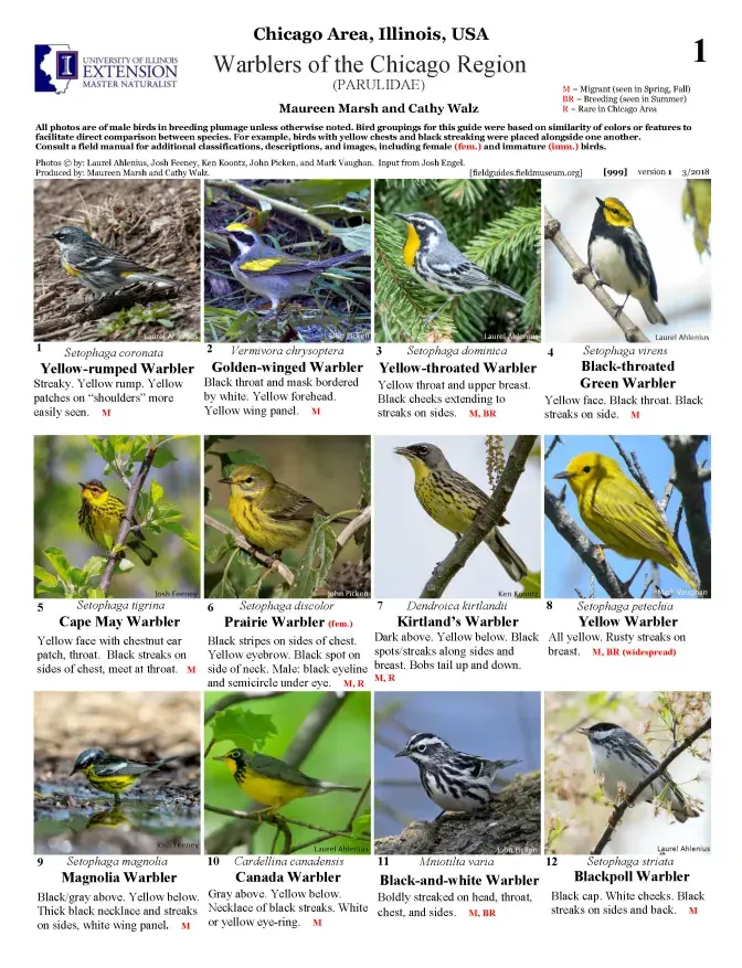 999_usa_warblers_of_the_chicago_region.pdf 