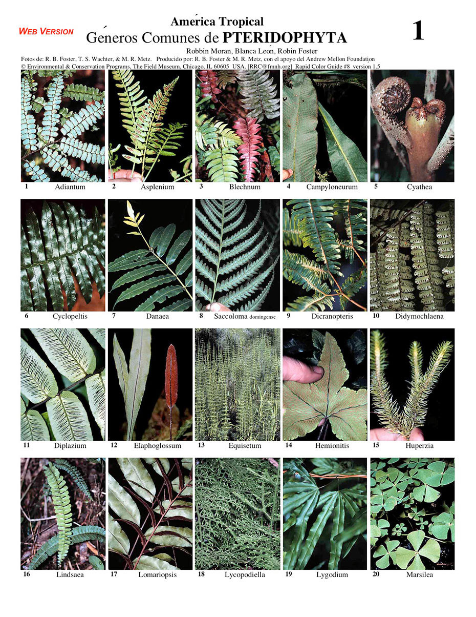 Pteridophyta [Ferns etc.] common genera