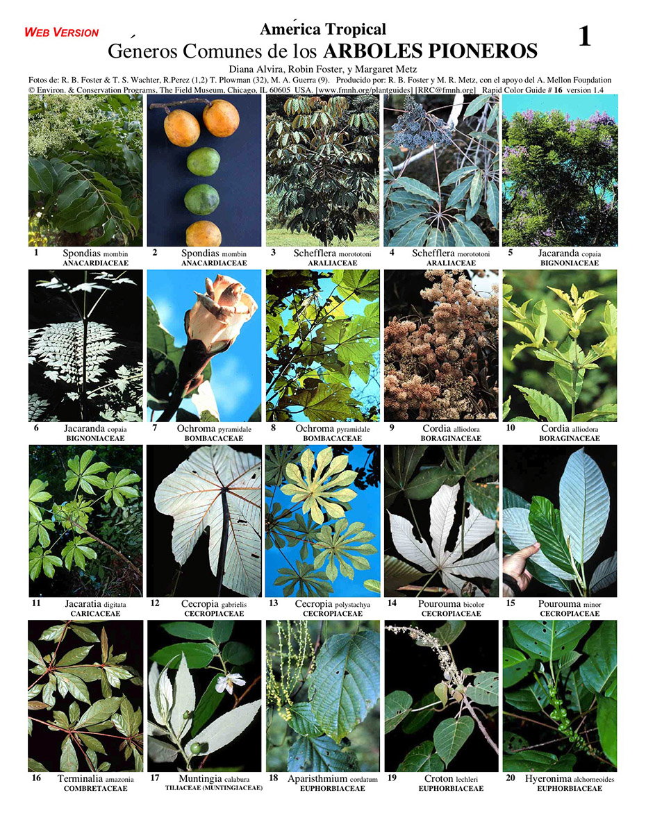Tropical America -- Common Genera of Pioneer Trees