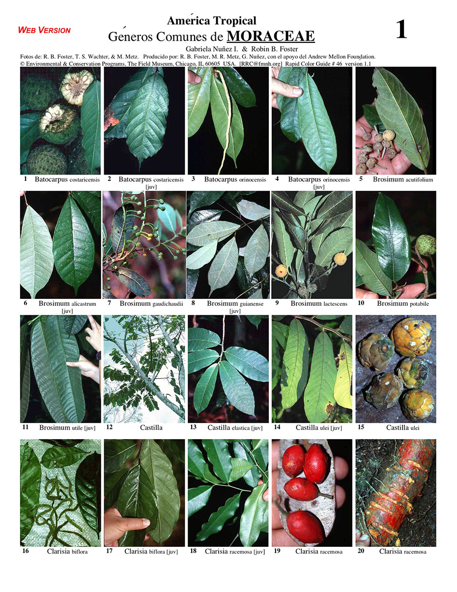 Moraceae common genera