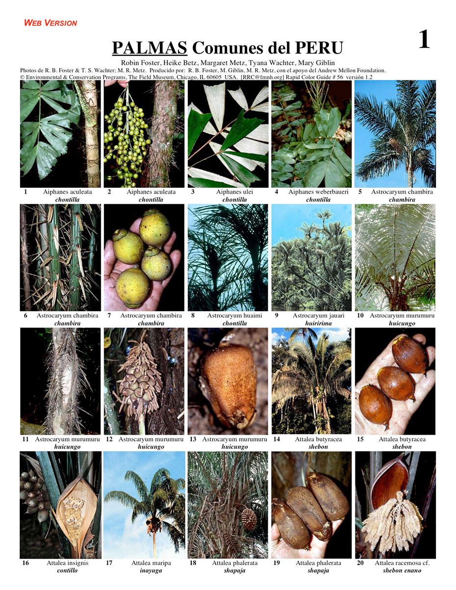 Palmas [Palms] of Peru - common species