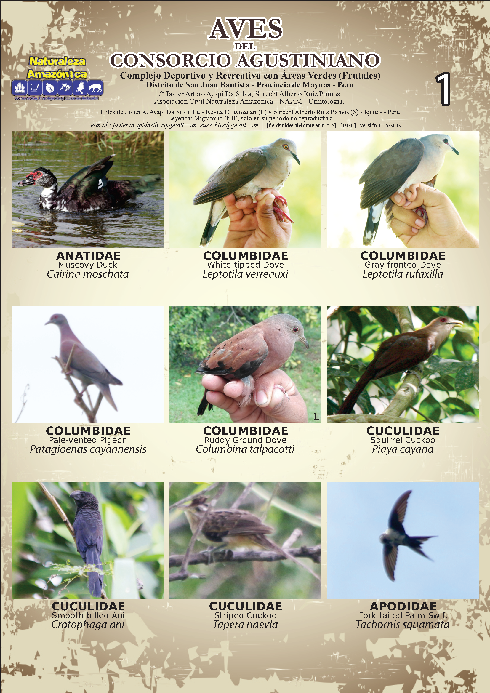 1070_peru_birds_of_consorcio_augustiniano.pdf