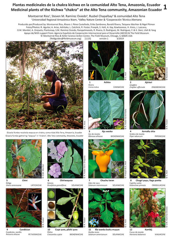 Napo - Plantas Medicinales de la Chakra Kichwa en la comunidad Alto Tena |  Guías de Campo
