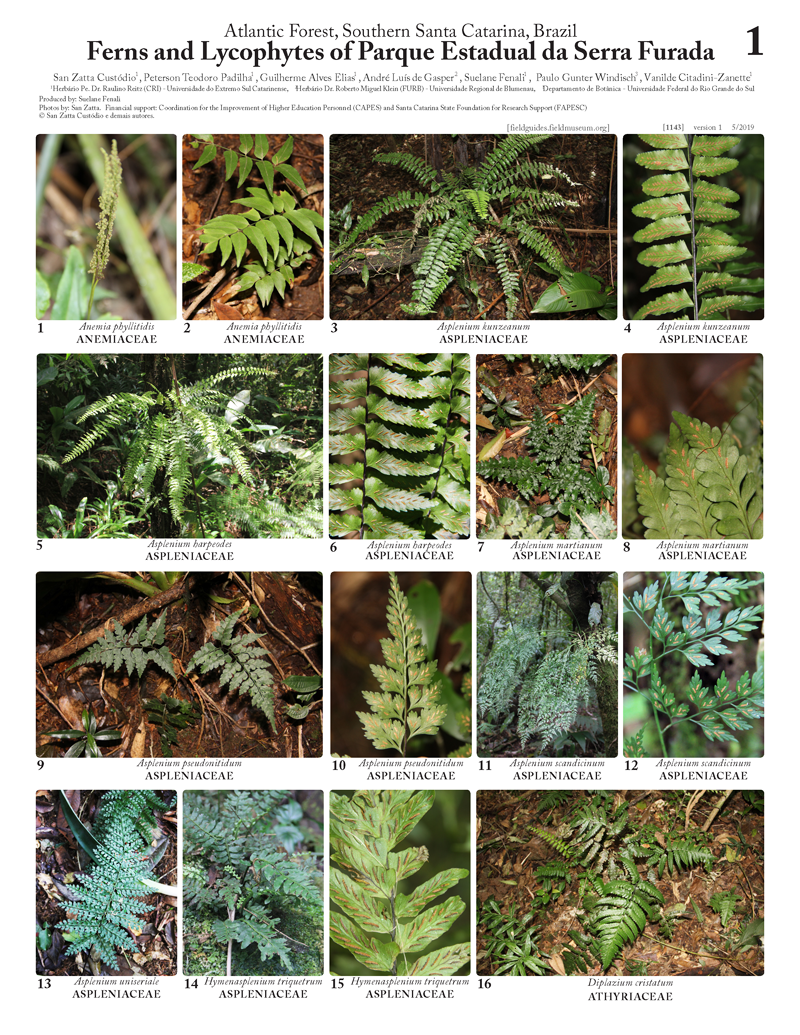 1143_brazil_ferns_and_lycophytes_of_serra_furada_state_park.pdf 