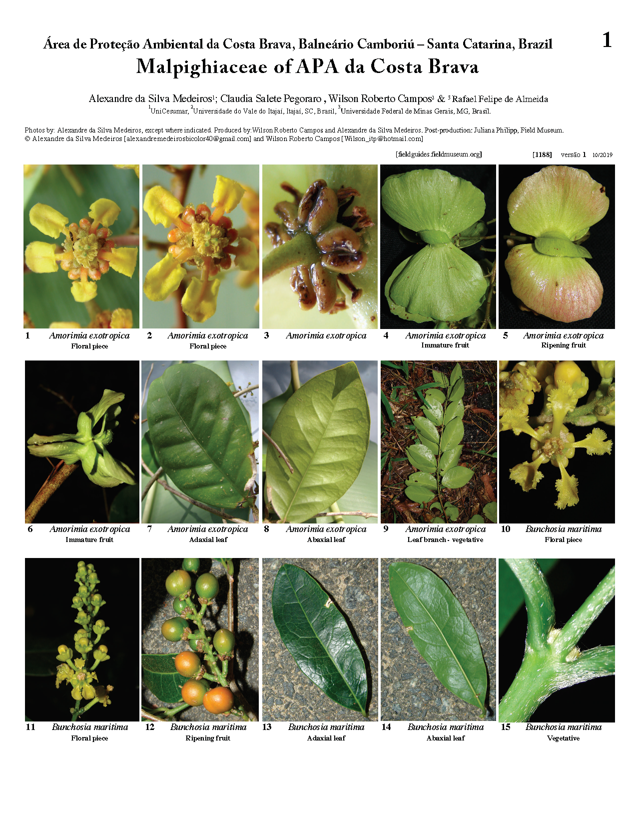 1188_brazil_malpighiaceae_of_costa_brava.pdf 