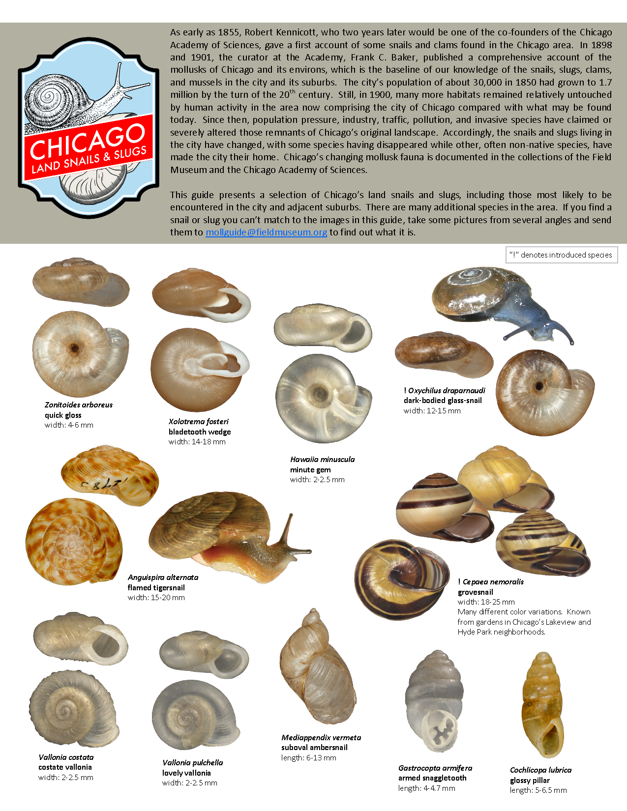 1201_usa_land_snails_and_slugs_of_chicago.pdf 