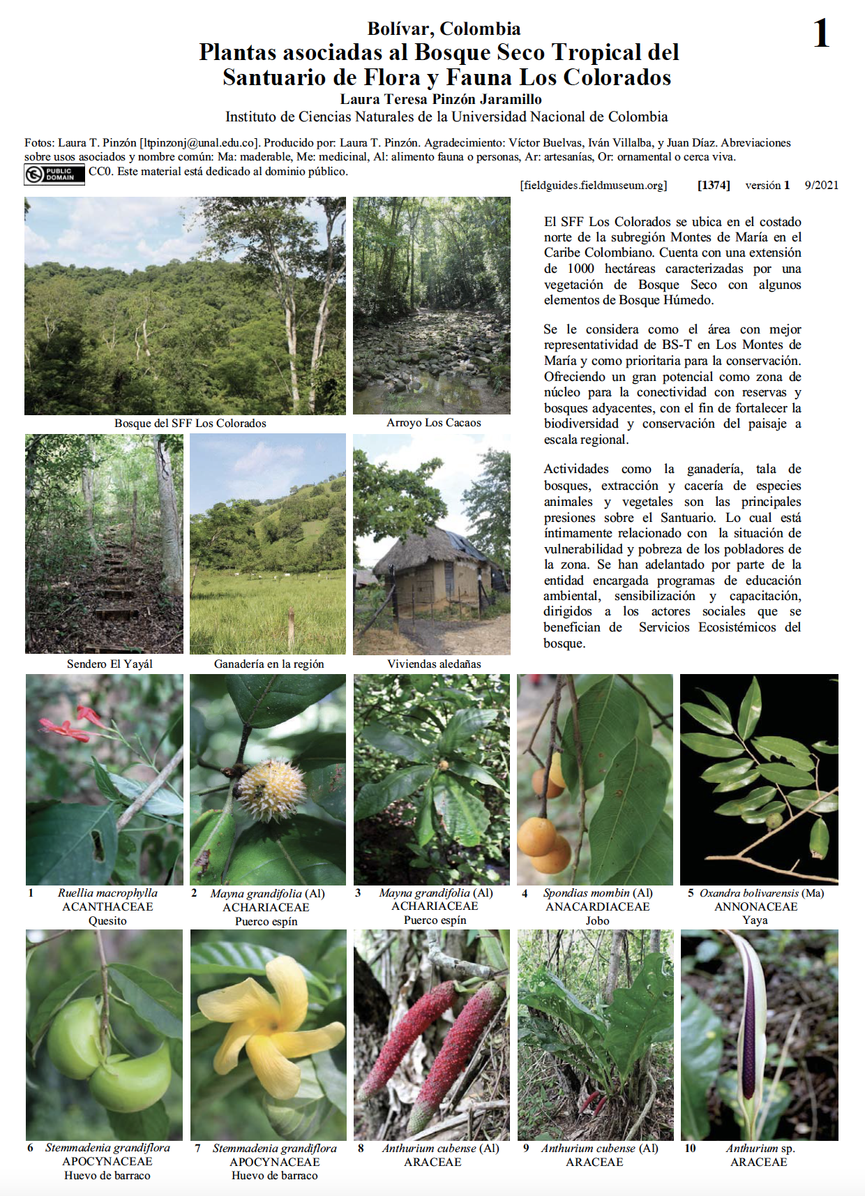 Bolívar - Plants associated with the Tropical Dry Forest of Santuario de  Flora y Fauna Los Colorados | Field Guides