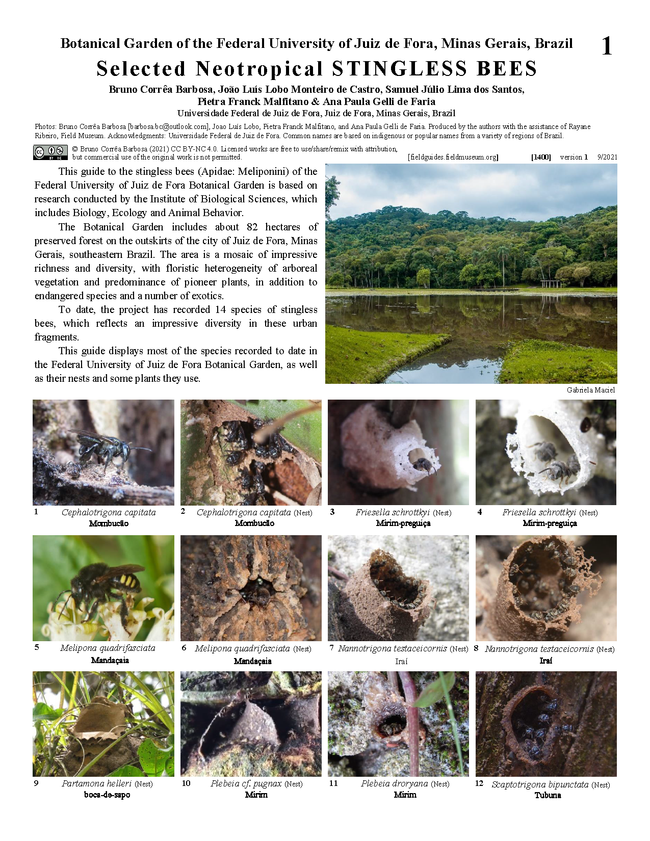 1400_brazil_selected_neotropical_stingless_bees.pdf