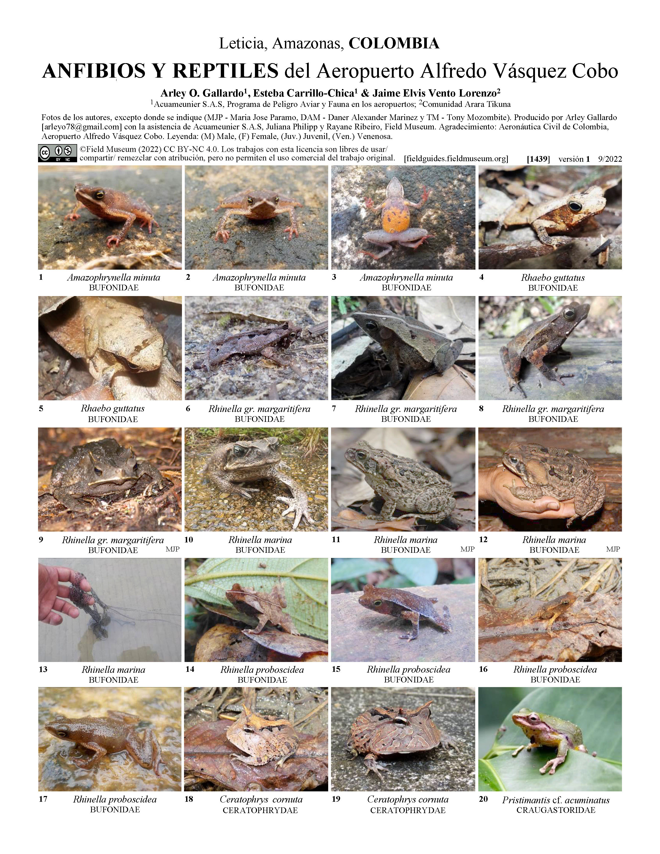 1439_brazil_reptiles_amphibians_of_alfredo_vazquez_cobo_airport.pdf