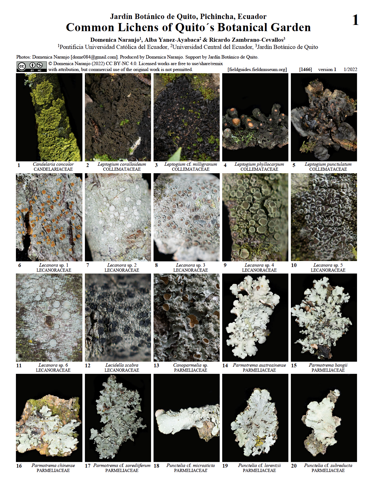 1466_ecuador_lichensbotanicalgarden_quito.pdf 