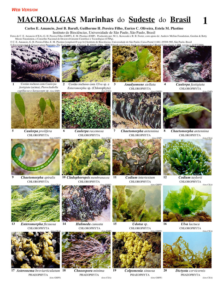 Algas Marinhas - Herbário MFS