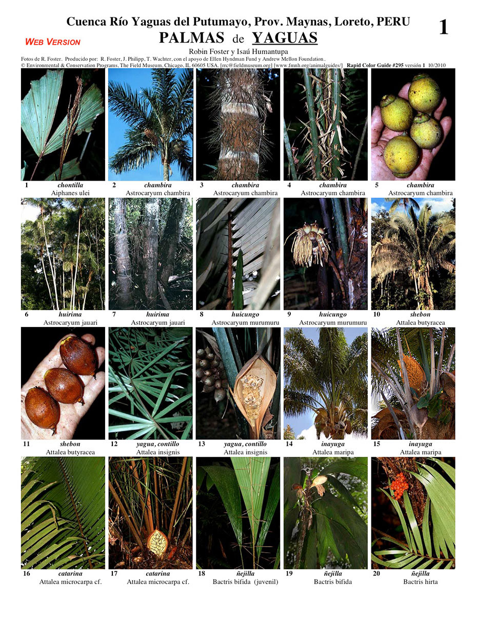Loreto -- Palms of the Yaguas River | Field Guides
