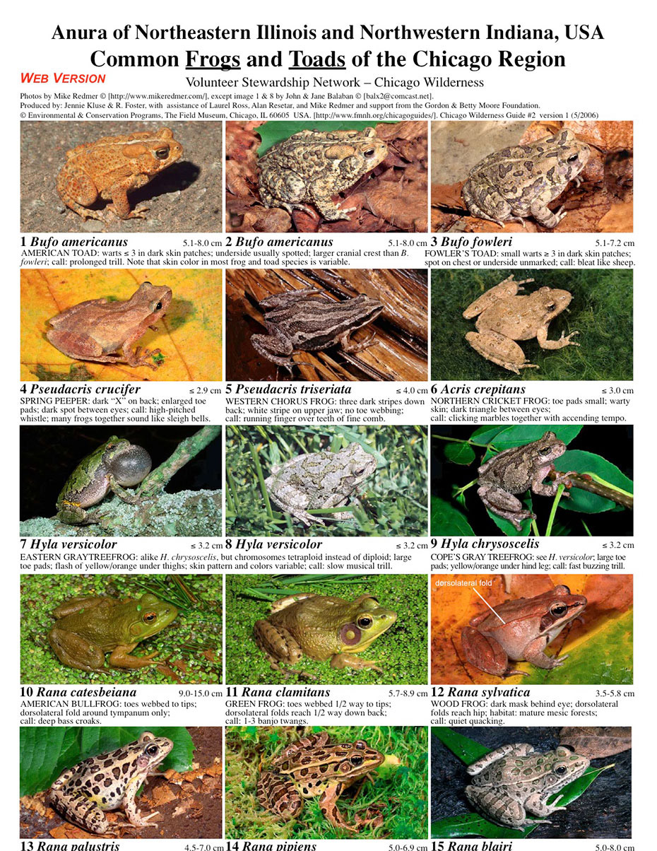 Illinois Common Frogs and Toads of the Chicago Region Field Guides