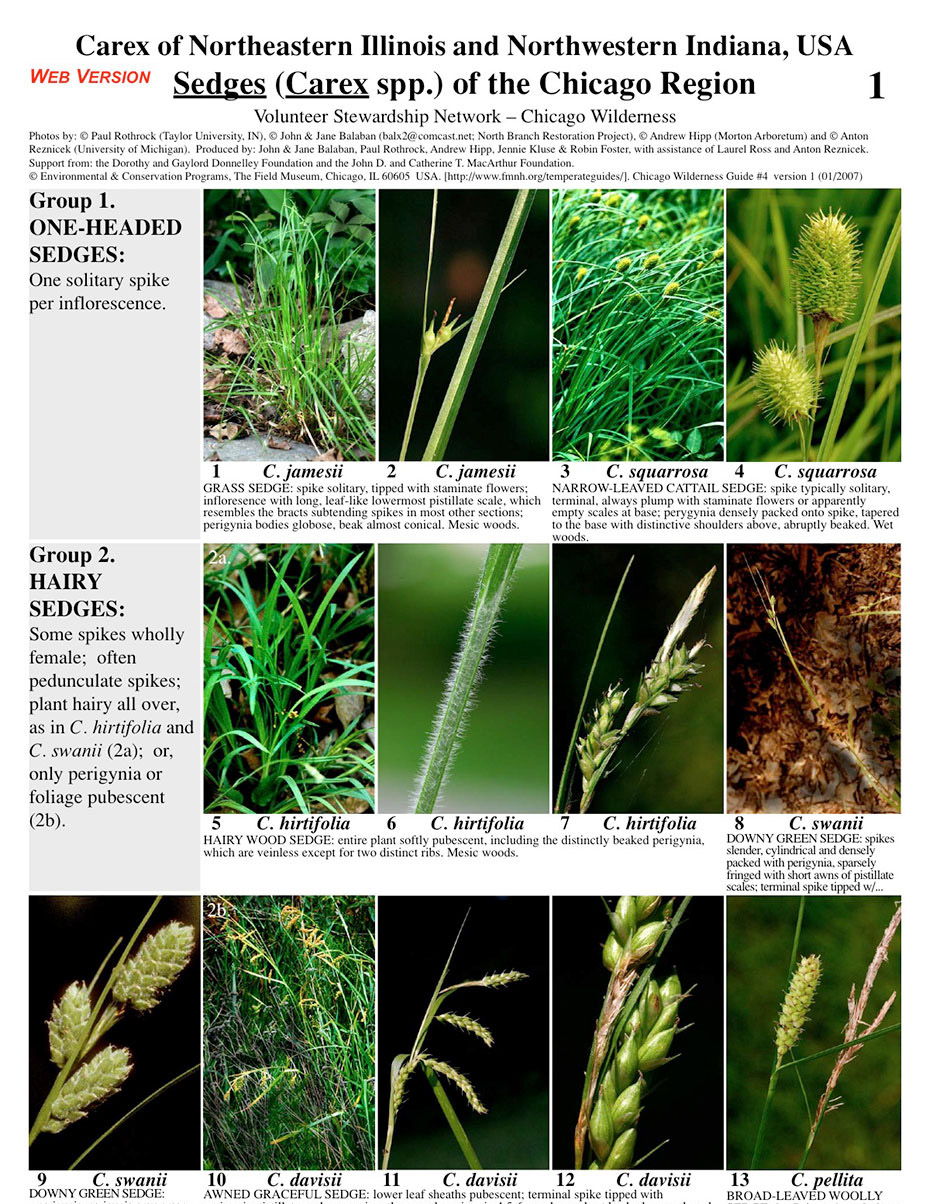 Illinois -- Sedges (Carex) of the Chicago Region | Field Guides