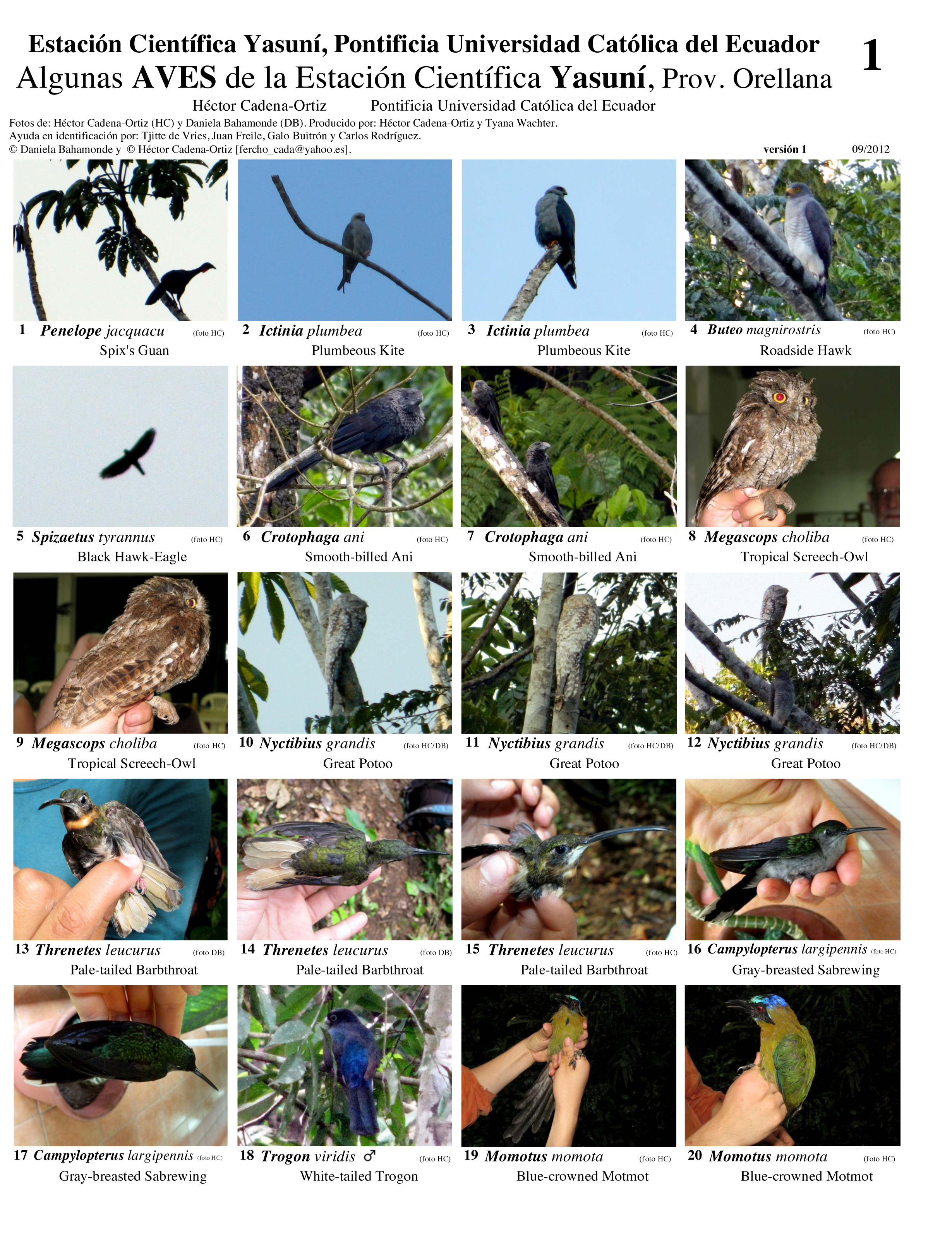 Orellana Province -- Birds of Yasuní Scientific Station