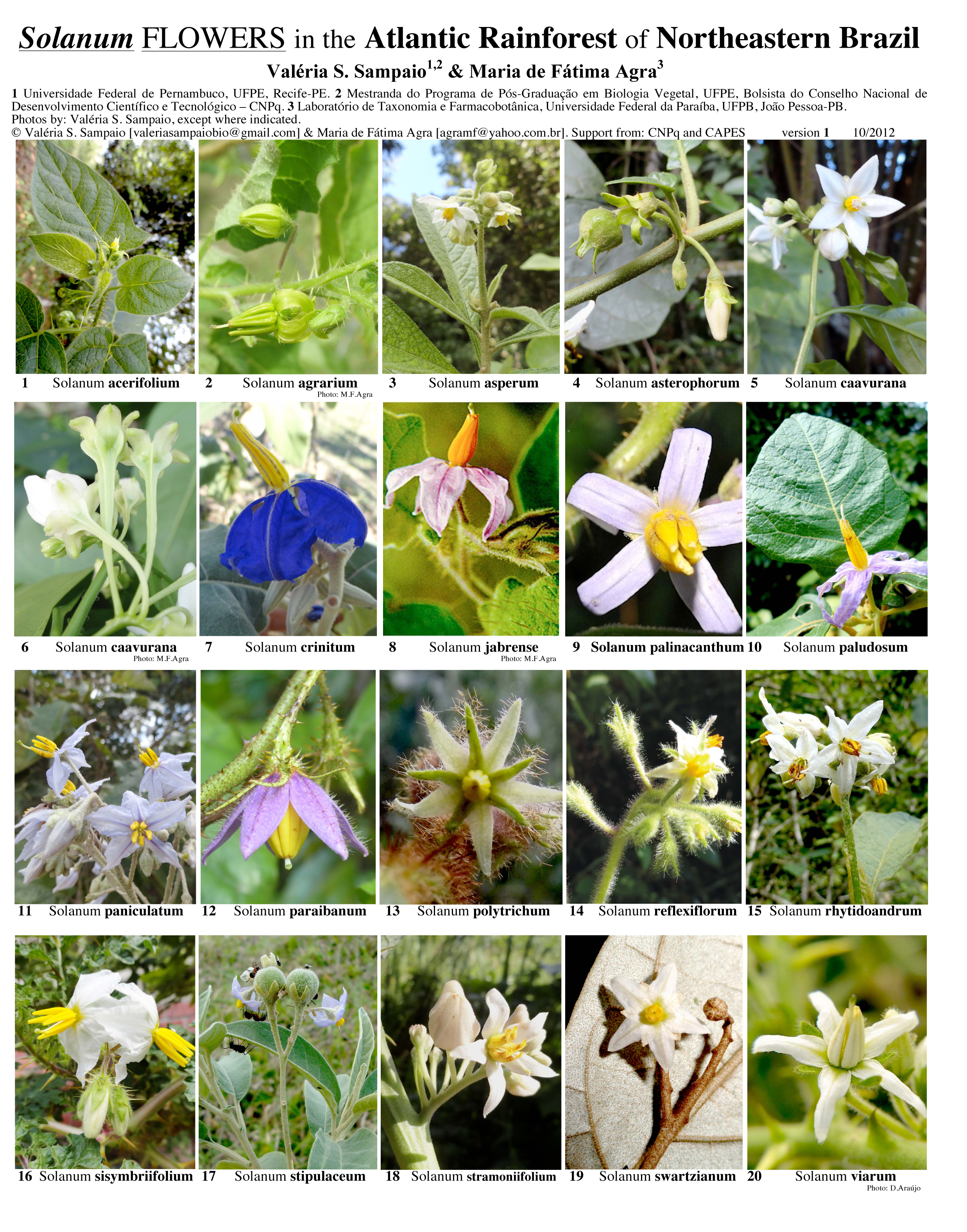 Nordeste de Brasil -- Flores de Solanum | Guías de Campo