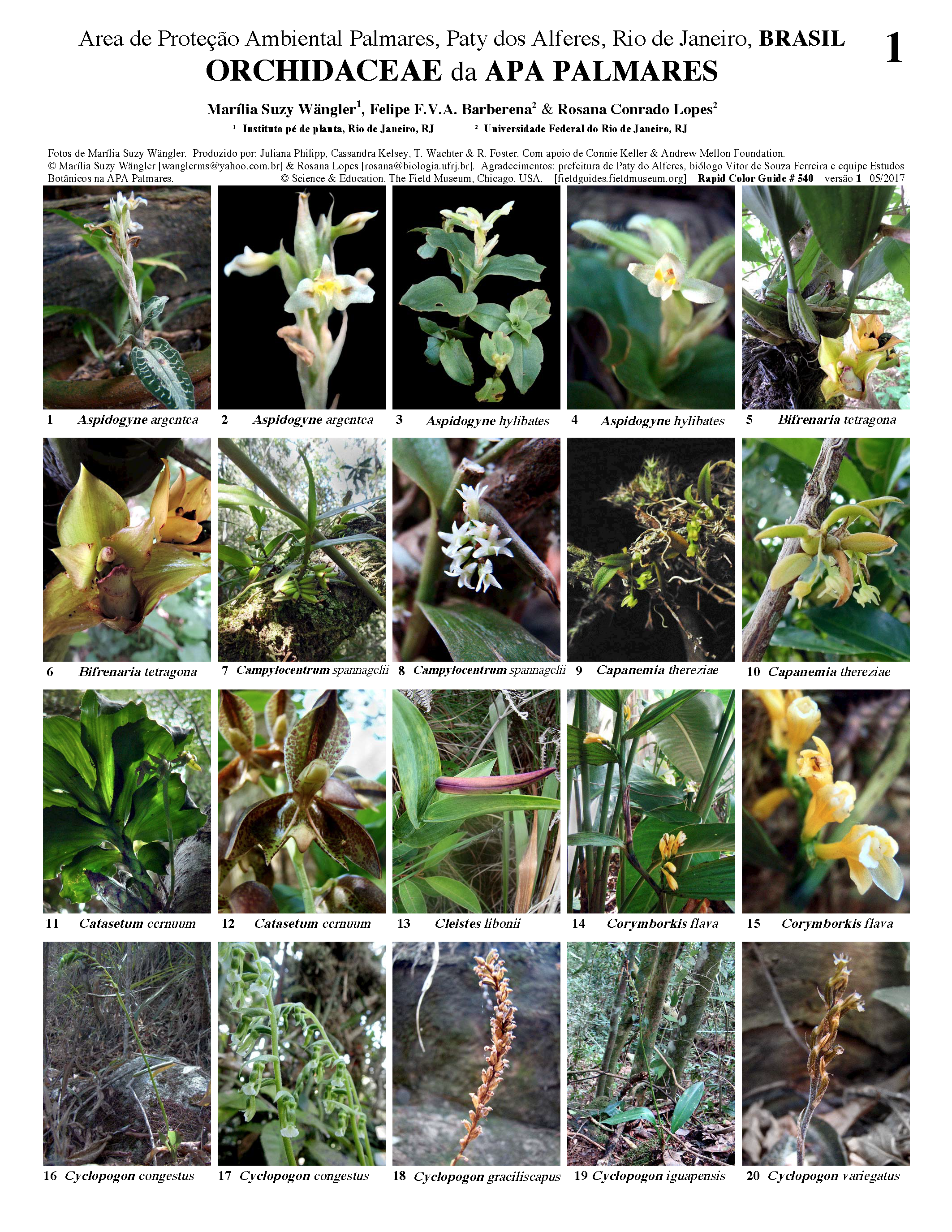 540_brasil_orchids_apa_palmares.pdf