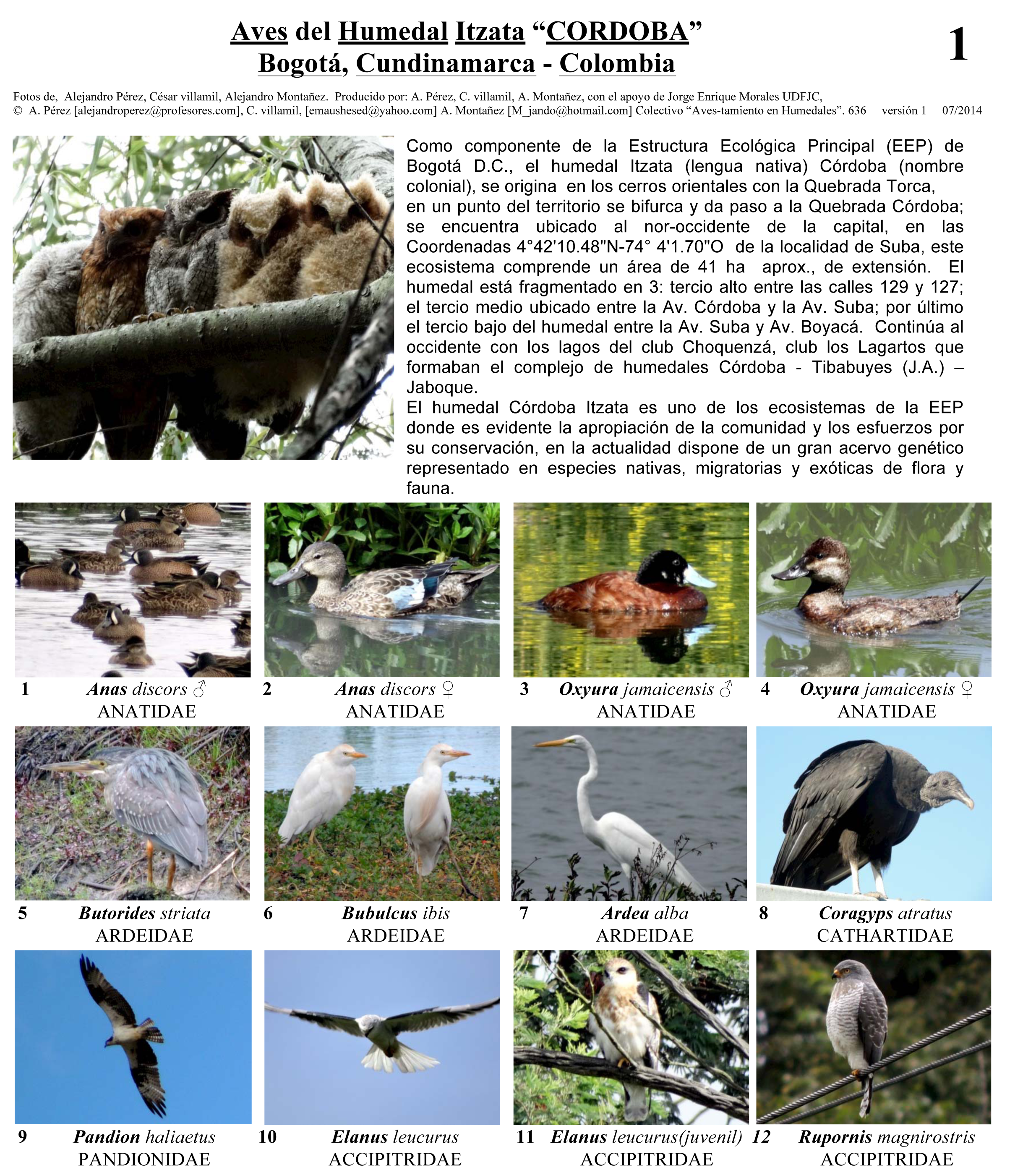 Cundinamarca -- Aves del Humedal Itzata