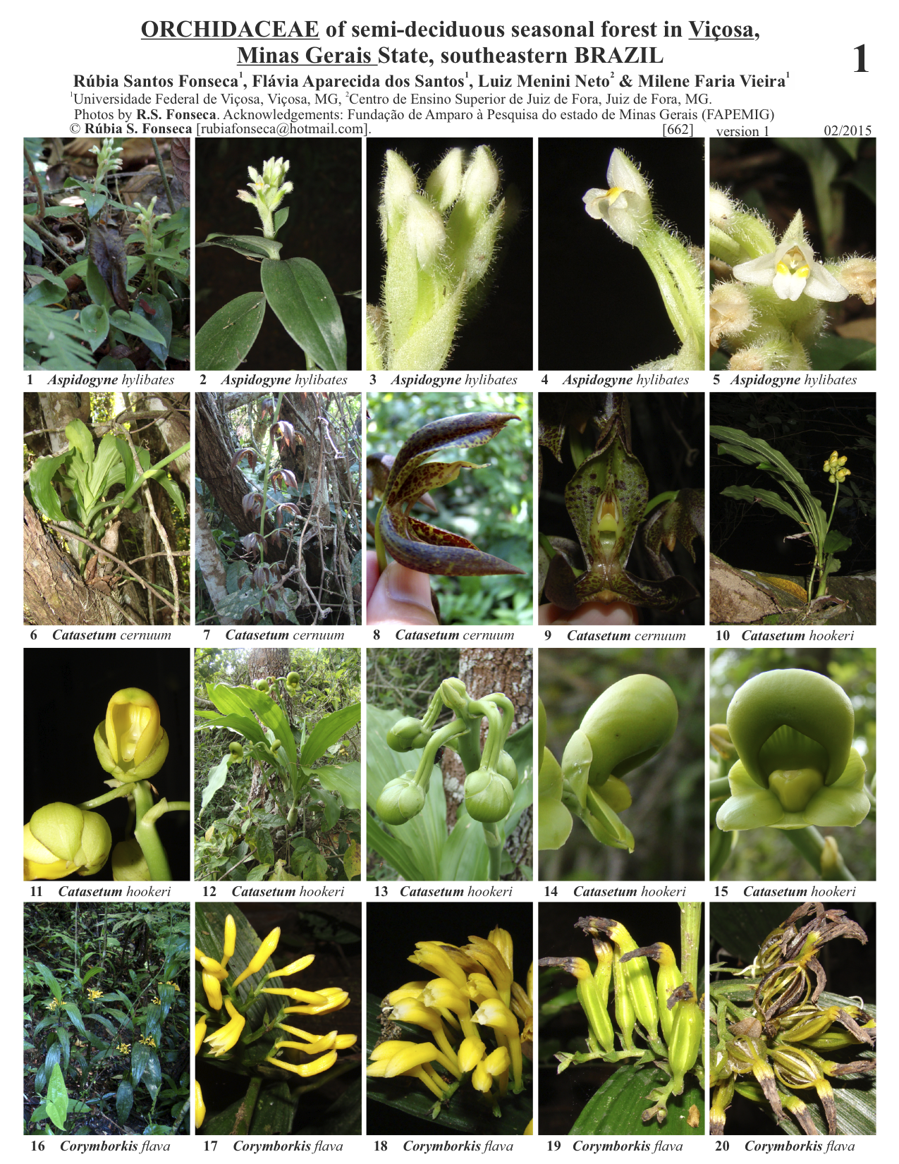 PDF) Orchidaceae na Serra do Ouro Branco, Minas Gerais, Brasil