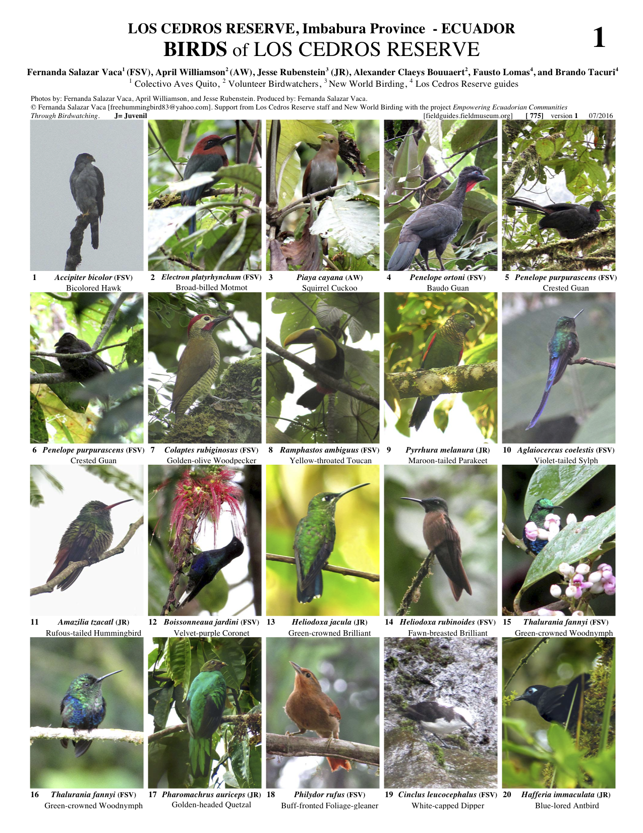 775_ecuador_birds_of_los_cedros_reserve.pdf 