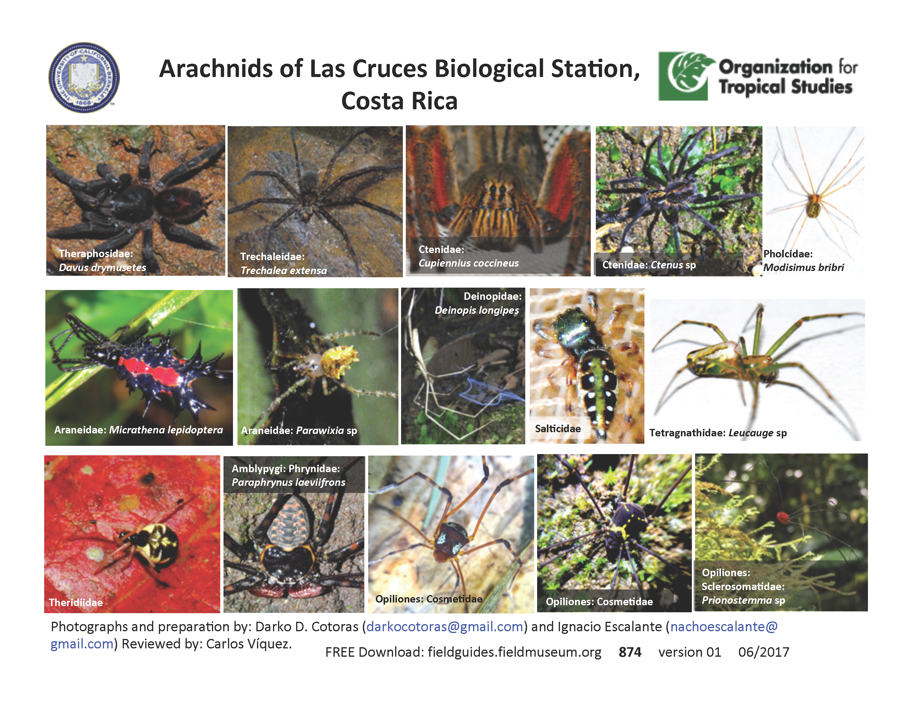 Spiders of Costa Rica - Tropical Ecology