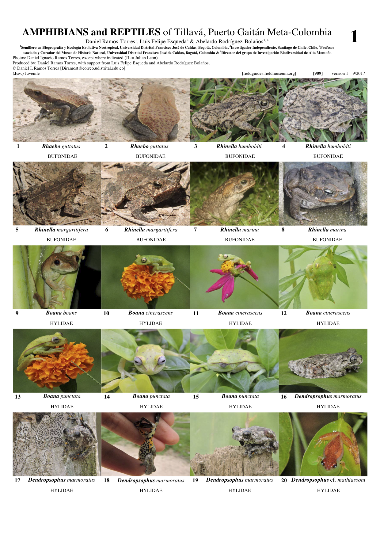  909_colombia_amphibians_and_reptiles_of_tillava.pdf