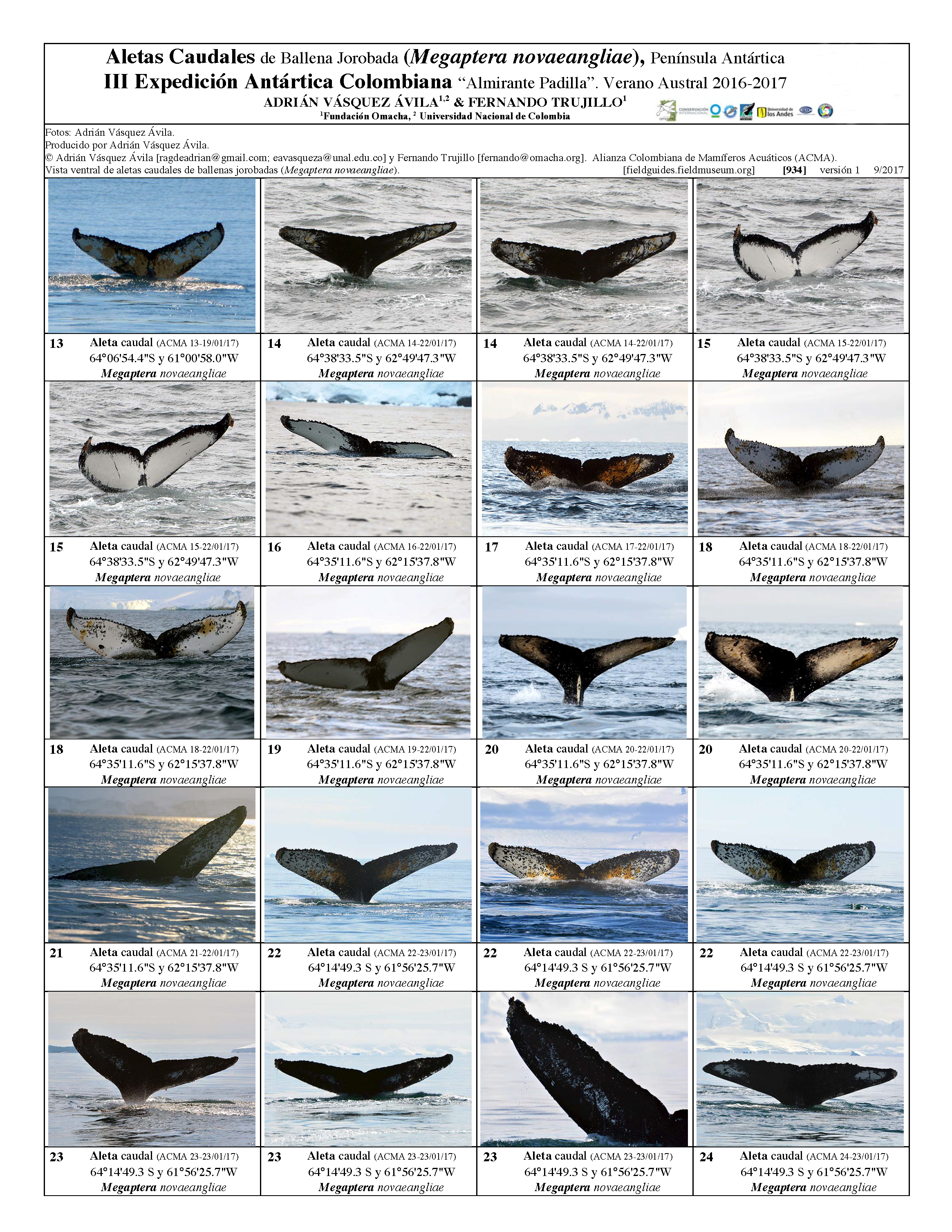  934_colombia_humpback_whales_fins.pdf