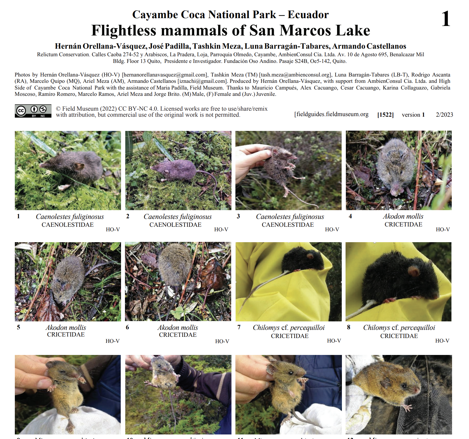 Flightless Mammals of San Marcos Lake