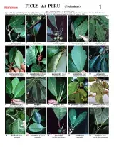 Ficus [Figs] of Peru - common species