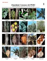 Palmas [Palms] of Peru - common species