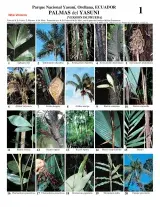 Orellana -- Yasuní Palms
